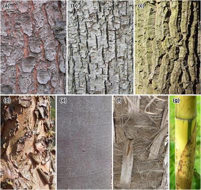 Hypothesis and Theory: Fungal Spores in Stemflow and Potential Bark Sources